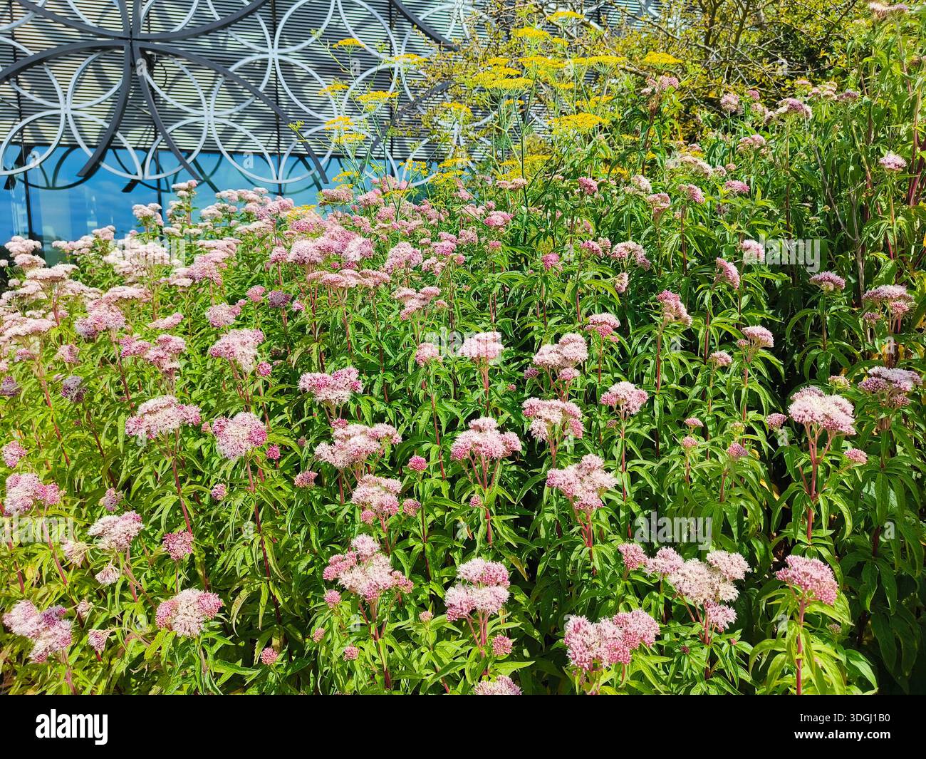Birmingham, UK - 3. August 2024: Großes Blumenbeet mit hübschen rosa Blumen in einem öffentlichen Garten im Sommer - Smartphone-aufgenommenes Stockfoto