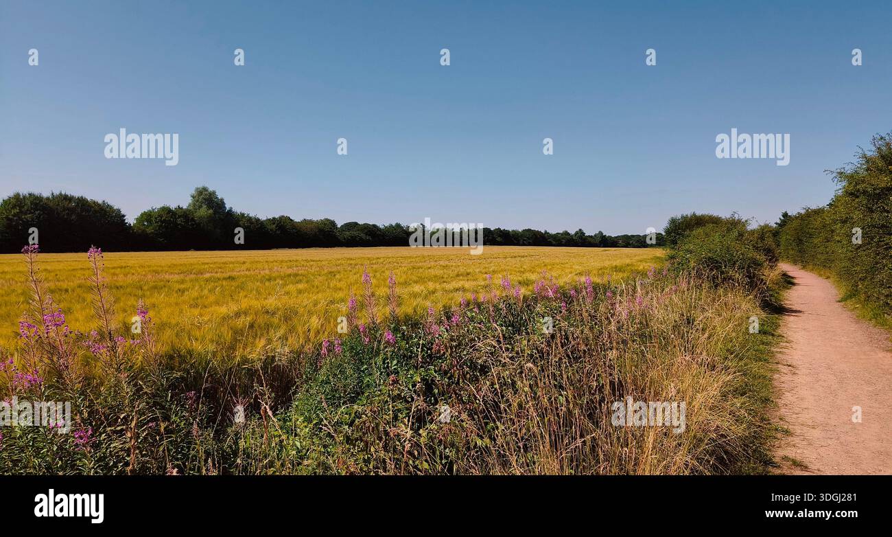 Rapsöl- oder Rapsöl-Pflanze, im Sommer, Peterborough UK. Schöner Kontrast zwischen blauem Himmel und gelben Blüten - Smartphone-aufgenommenes Stockfoto