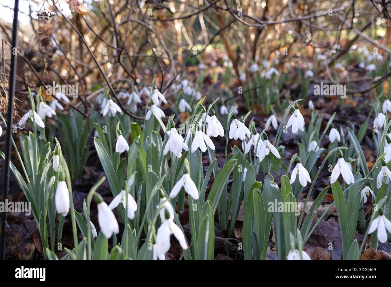 Weißer Galanthus-Schneeglöckchen „Magnet“ in der Blüte. Stockfoto