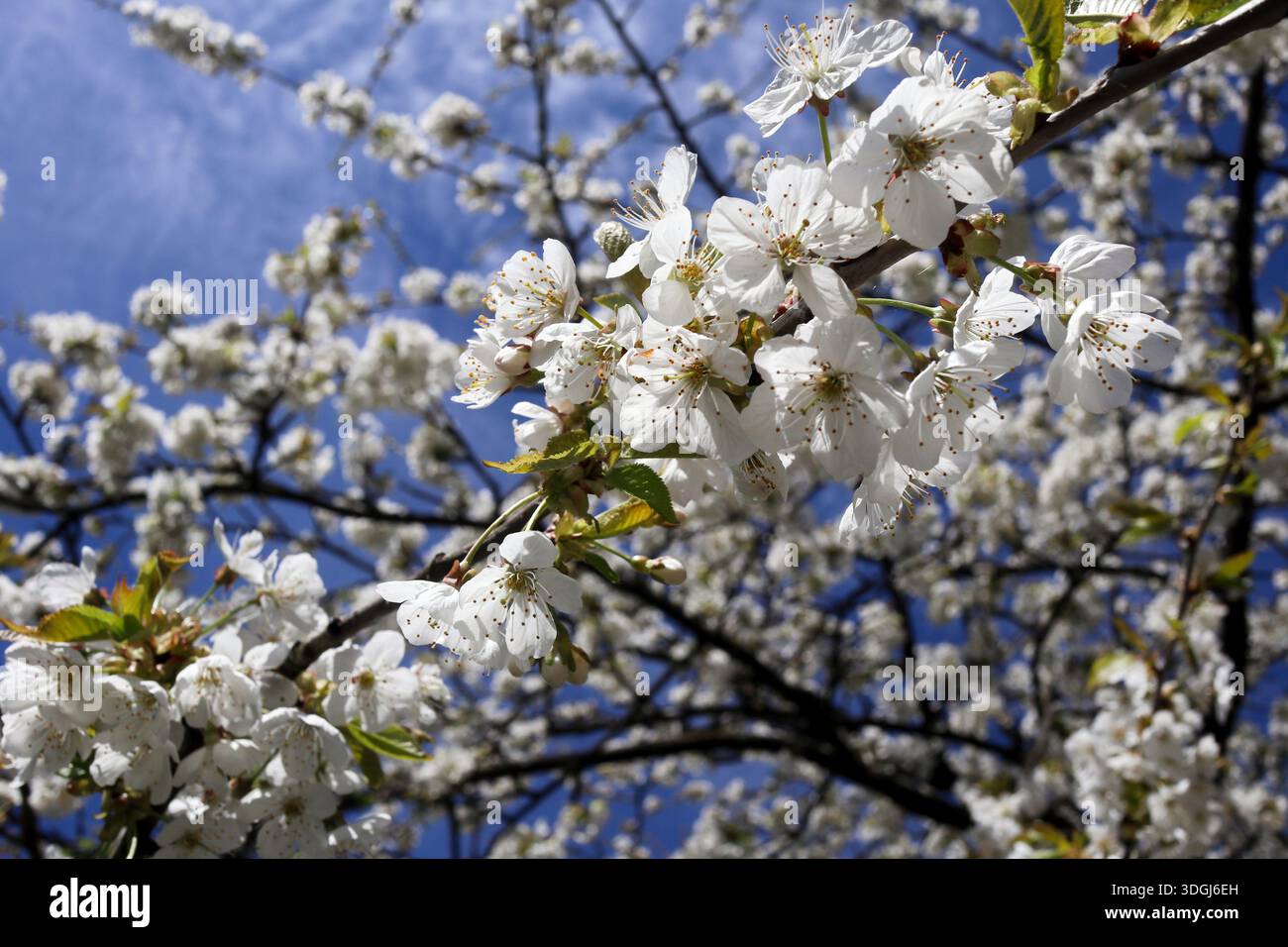 Blumen, blatter, Beeren Stockfoto