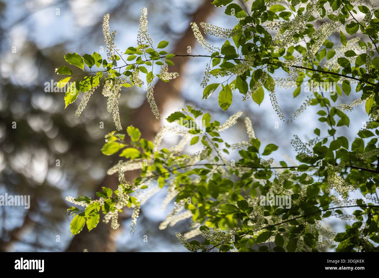 Ein Zweig eines blühenden Schwarzen Kirschbaums - Prunus serotina, gewöhnlich wilde Schwarzkirsche, Rum-Kirsche oder Bergkirsche mit herabhängenden Häufchen von Stockfoto