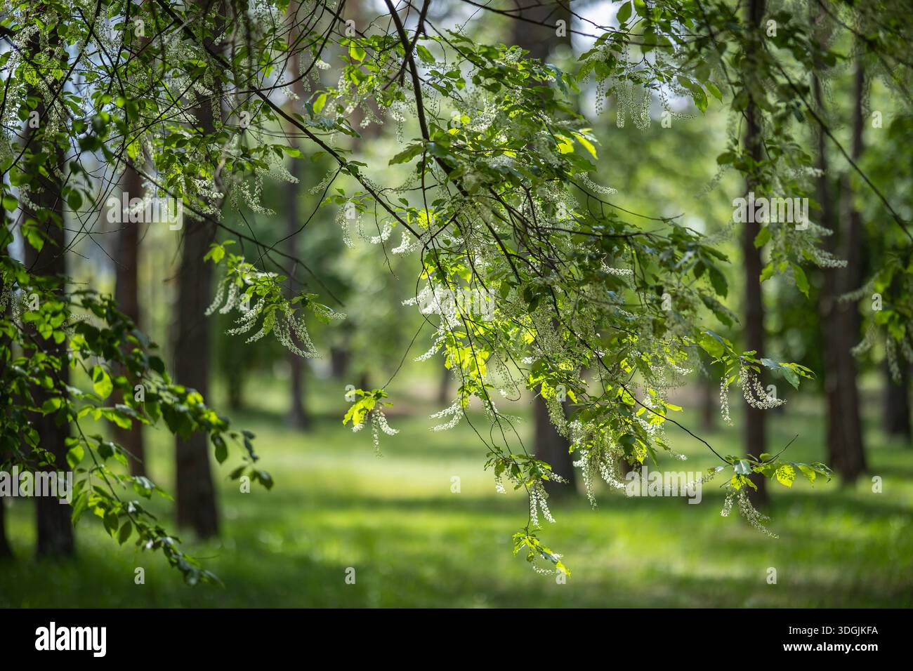 Ein Zweig eines blühenden Schwarzen Kirschbaums - Prunus serotina, gewöhnlich wilde Schwarzkirsche, Rum-Kirsche oder Bergkirsche mit herabhängenden Häufchen von Stockfoto