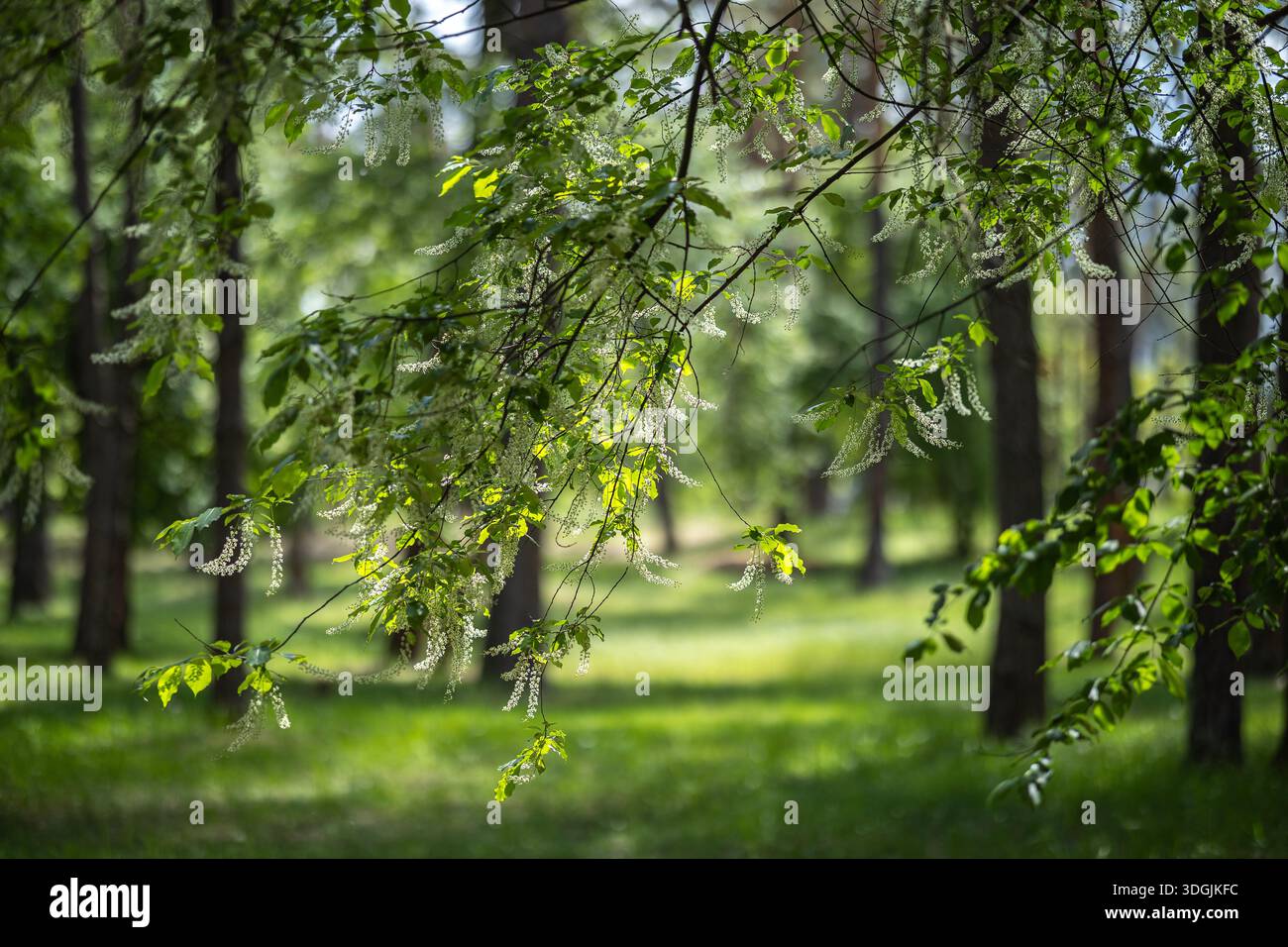 Ein Zweig eines blühenden Schwarzen Kirschbaums - Prunus serotina, gewöhnlich wilde Schwarzkirsche, Rum-Kirsche oder Bergkirsche mit herabhängenden Häufchen von Stockfoto