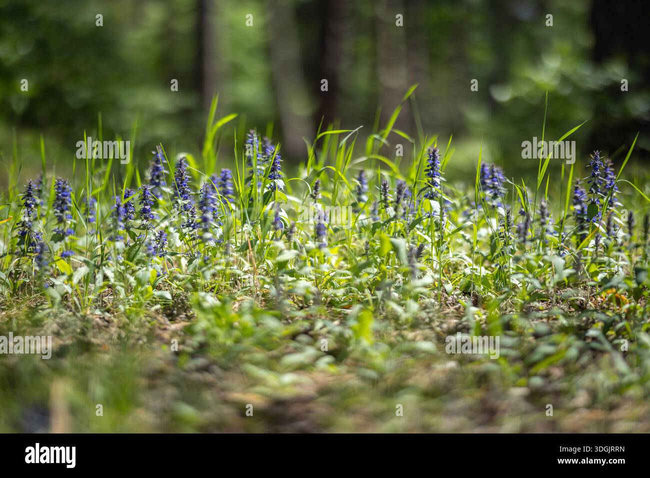 Kriechender Bugle - Ajuga reptans ist allgemein bekannt als Bugle, Blue Bugle, Bugleherb, Bugleweed, Teppichgras, Teppich-Bugleweed, Teppichbügel und gewöhnliche Bu Stockfoto