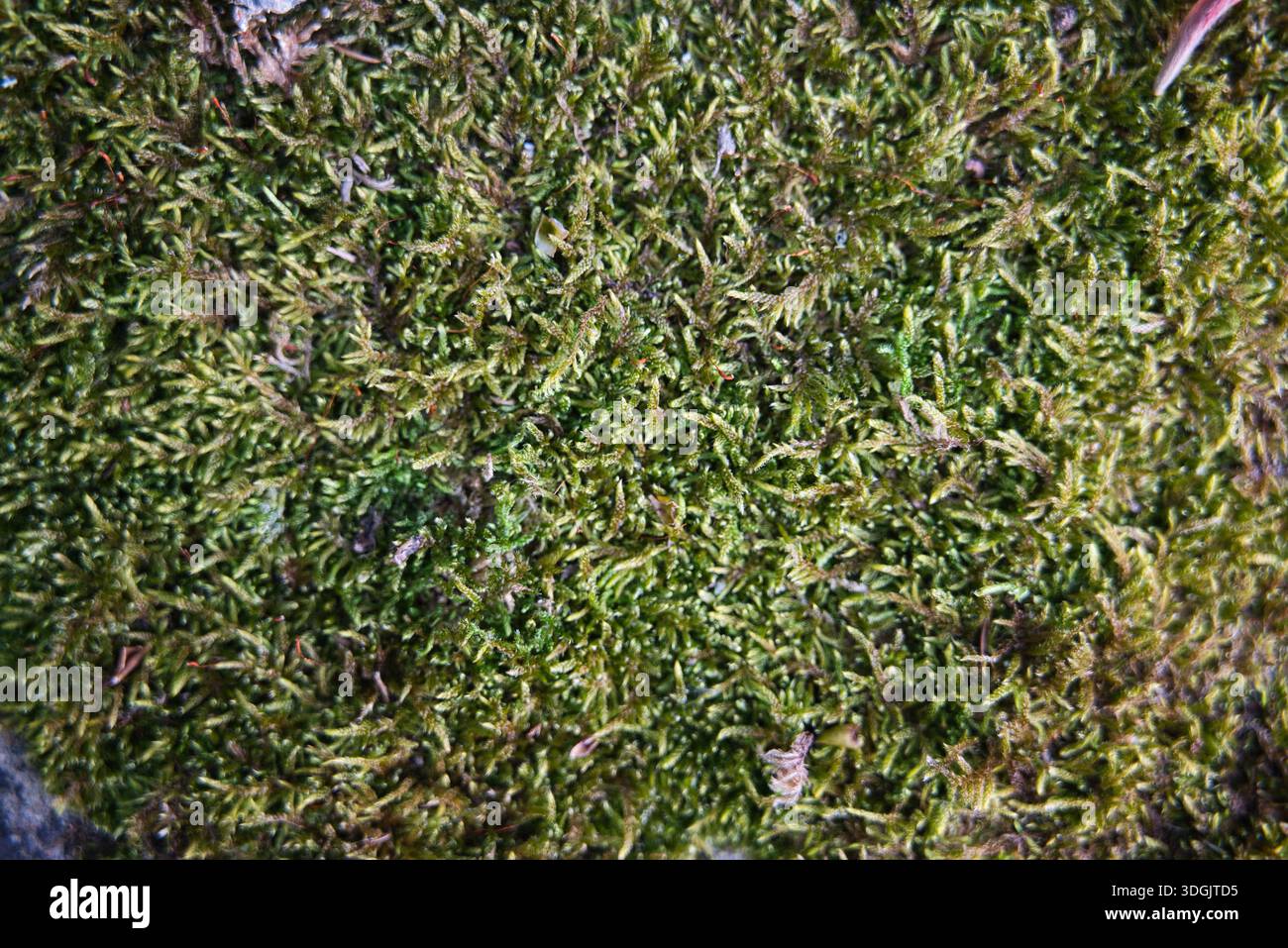 Lebendige Nahaufnahme aus Bio-grünem Moos mit feinen Details und weichen Texturen. Hervorragend geeignet für umweltfreundliches Branding und naturbelassene Designs. Stockfoto