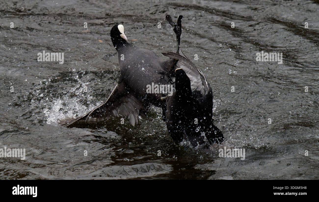 Vogelkämpfe Stockfoto