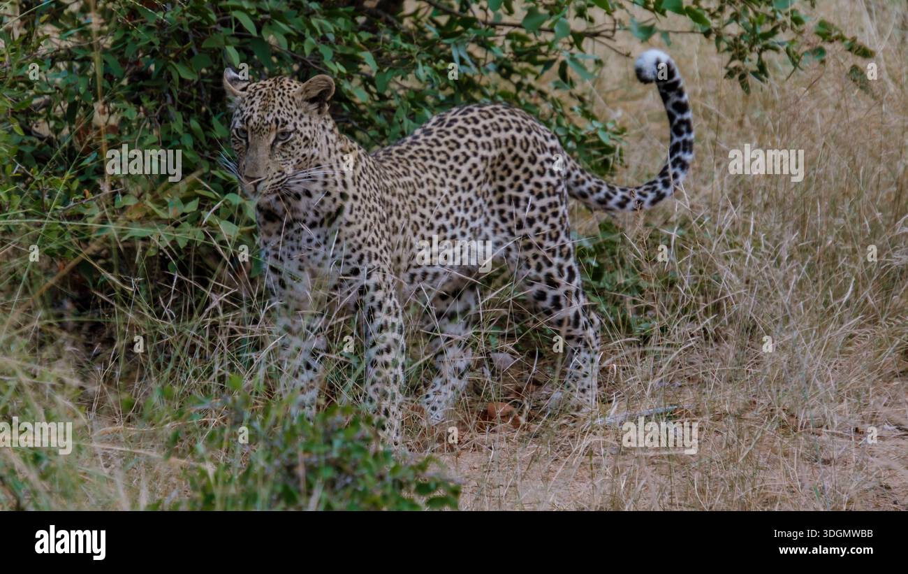 Ein atemberaubender Leopard wandert unter dem verfleckten Sonnenlicht im Kruger-Nationalpark und zeigt sein majestätisches Fell und seine starke Präsenz. Dieser ruhige Moment Captu Stockfoto
