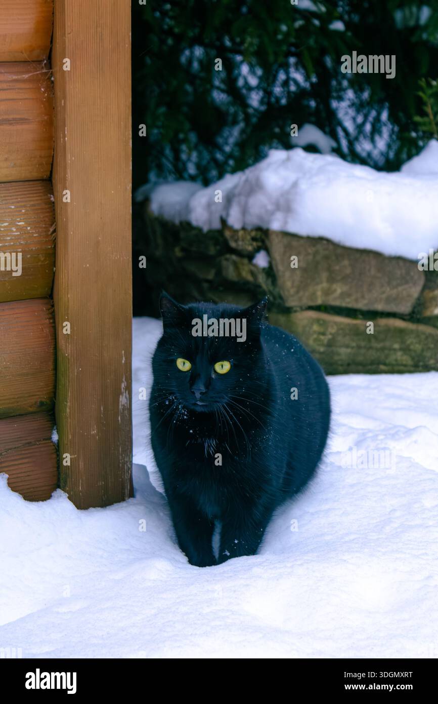 Eine schwarze Katze mit grünen Augen im Schnee. Eine schwarze Katze auf weißem Hintergrund. Stockfoto