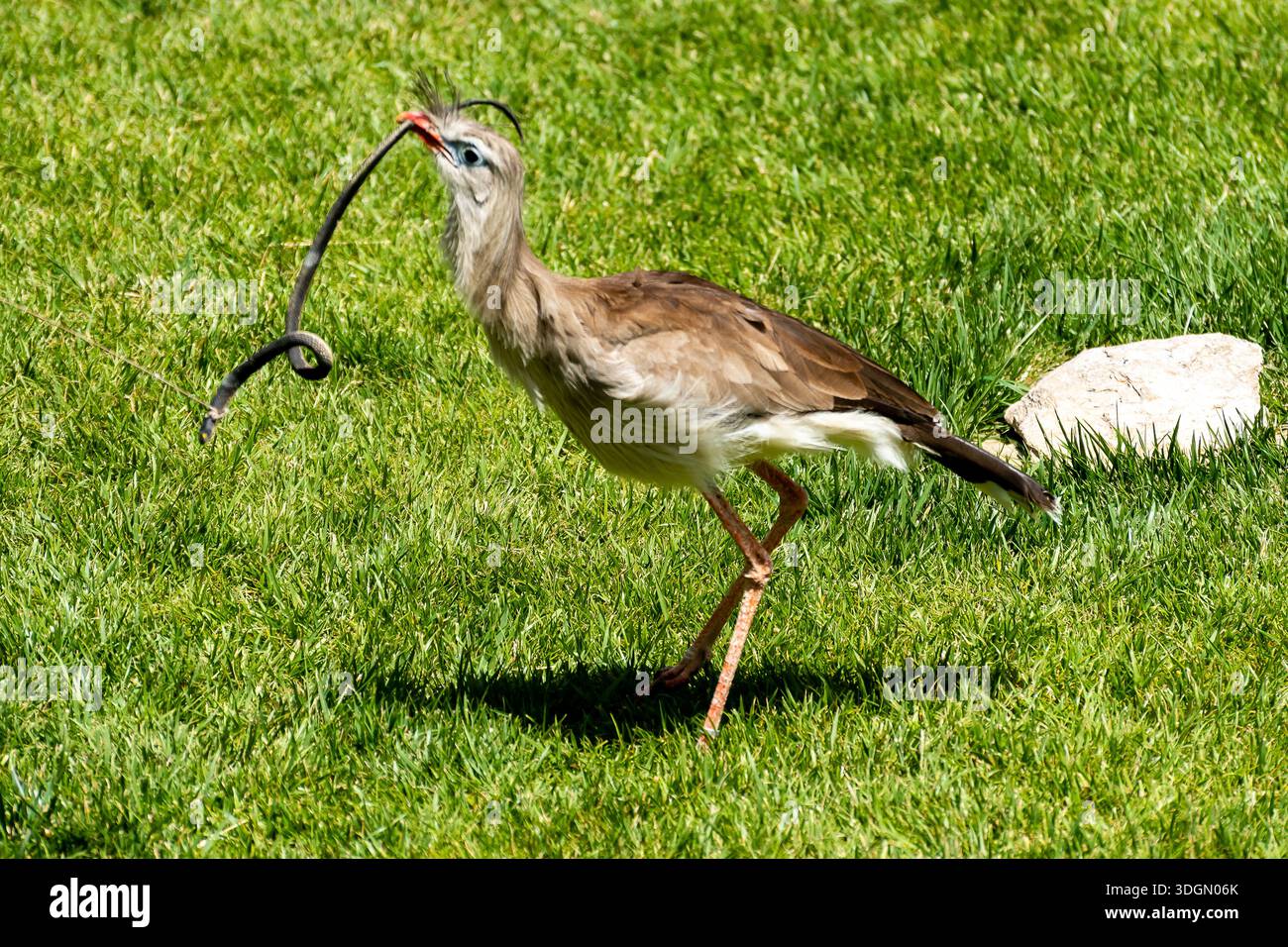 Ein Vogel mit einer Schlange im Schnabel steht auf üppig grünem Gras und zeigt seine Jagdkünste am helllichten Tag. Stockfoto