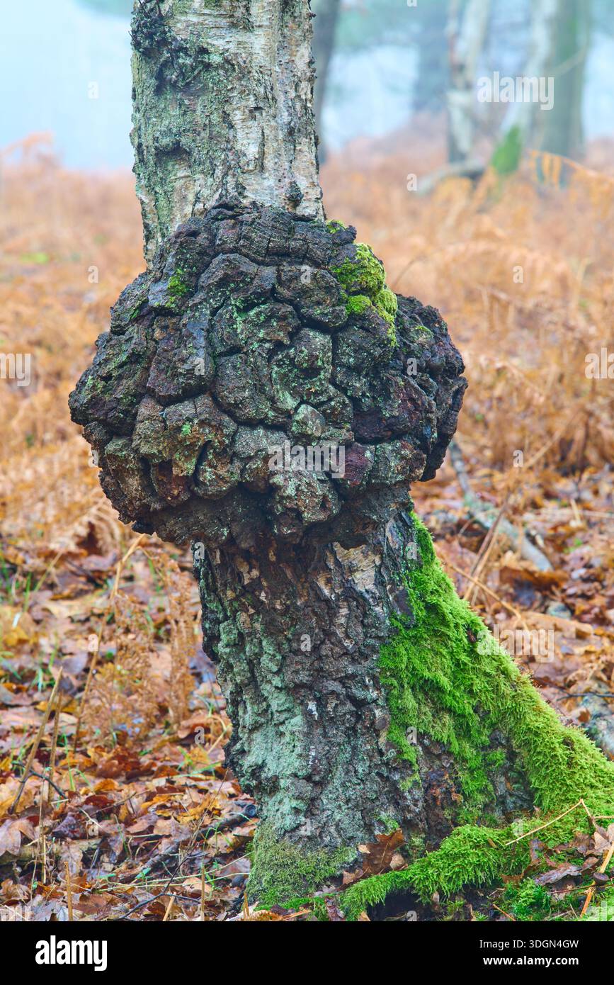 Eine Nahaufnahme eines Grabenwuchses auf einer Silberbirke. Stockfoto