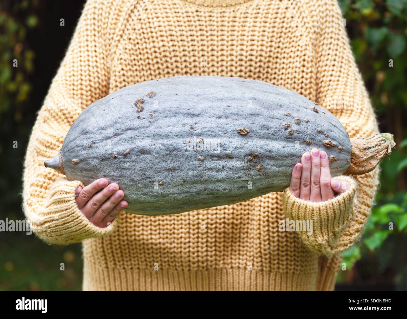 Hände halten einen frisch gepflückten guatemaltekischen Blauen Bananen-Kürbis (Cucurbita maxima), wobei Größe, auffällige blaue Schale und die Kochbereitschaft betont werden Stockfoto
