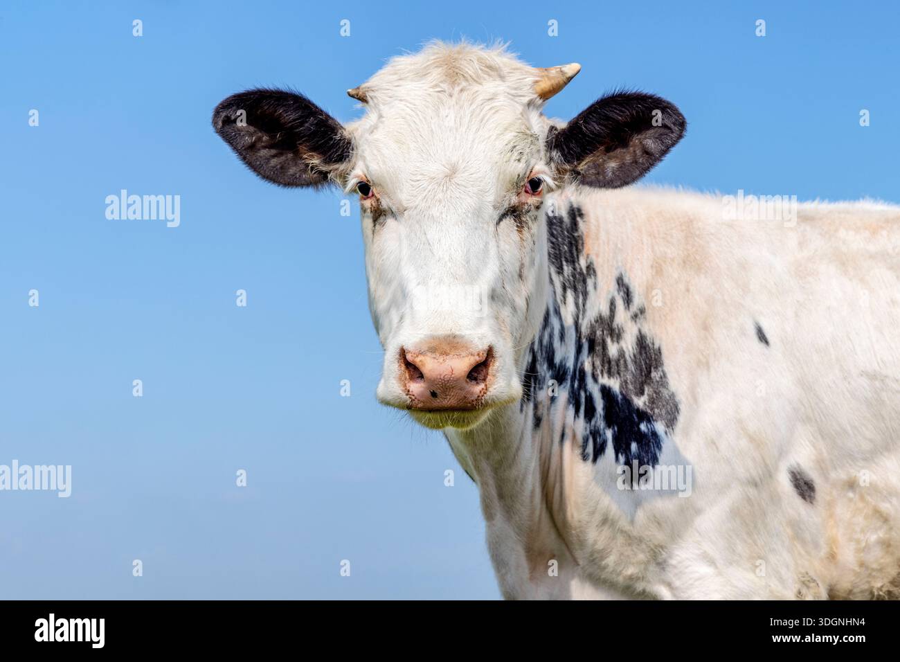 Glückliche weiße Kuh schwarz geflecktes, gesprenkeltes Fell, rosa Nase, sieht schüchtern weich und freundlich aus Stockfoto