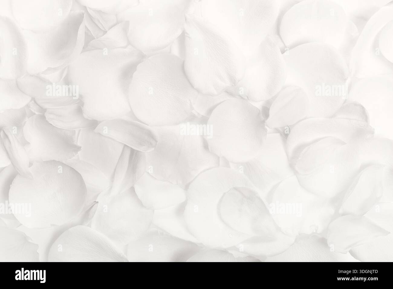 Cloud Dancer weiß Rosenblütenstruktur Hintergrund Stockfoto