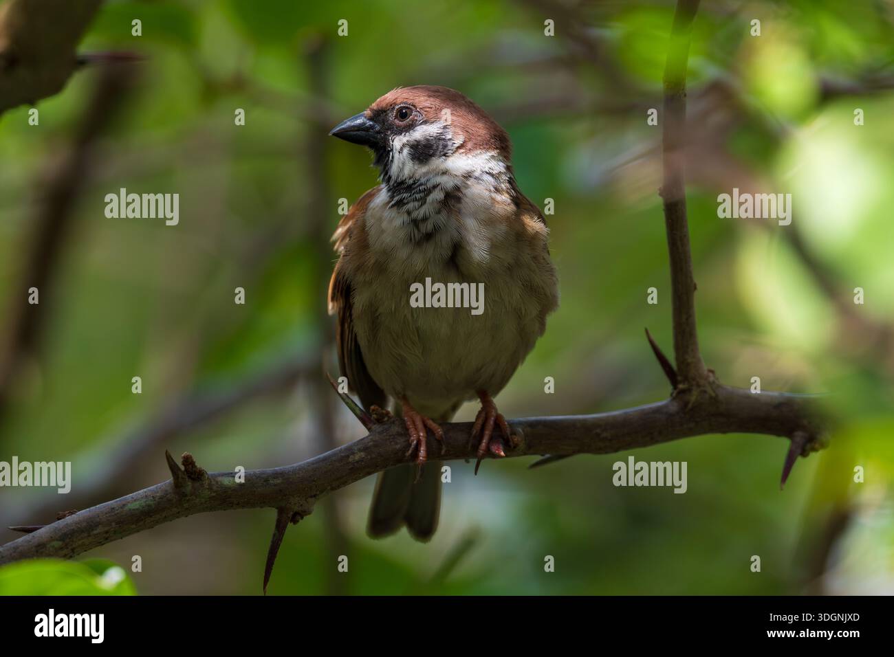 Eurasischer Baumsperling, Passer montanus Stockfoto