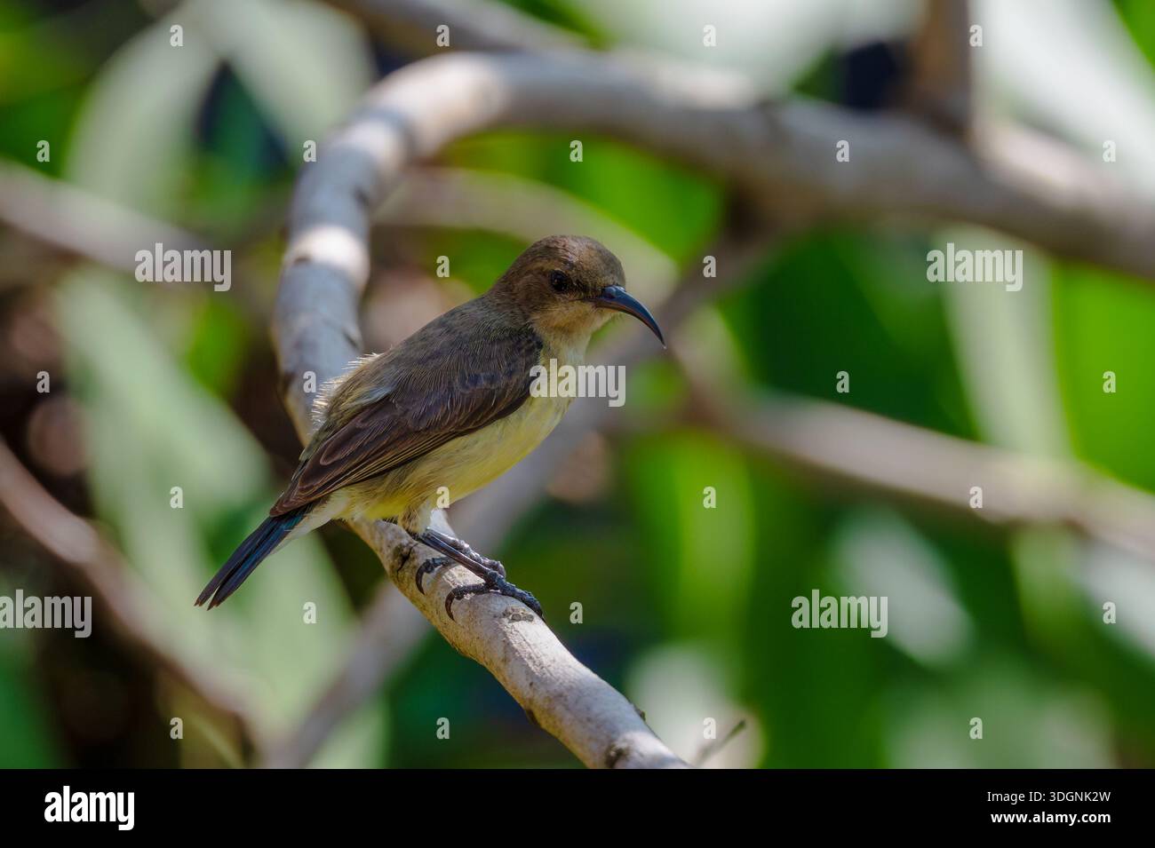 Olive sunbird, Cyanomitra olivacea Stockfoto
