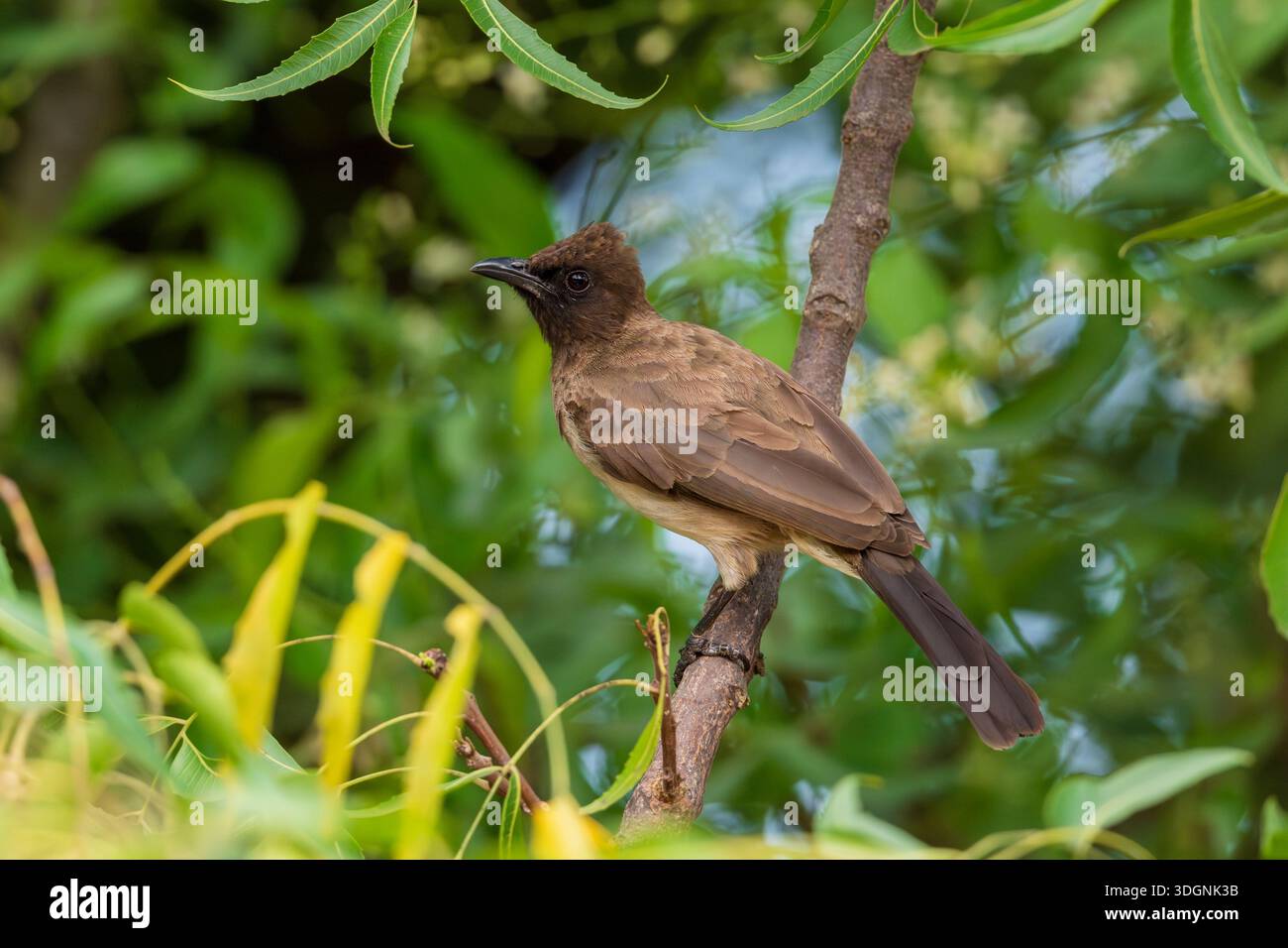 Bulbul, Pycnonotus barbatus Stockfoto
