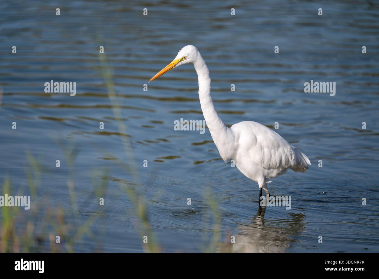 Great Egret. Ardea alba Stockfoto