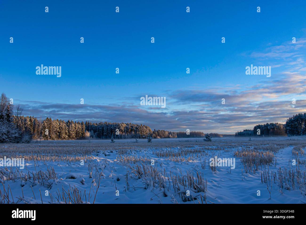 Wintermorgen und blauer Himmel im Winter Stockfoto