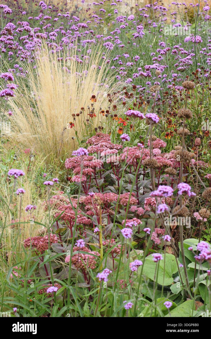 Mehrjährige Grenze im Spätsommer mit Sedum (Hylotelephium), phlomis-Samenköpfen, mexikanischem Federgras (Stipa tenuissima) und Verbena bonariensis. Stockfoto