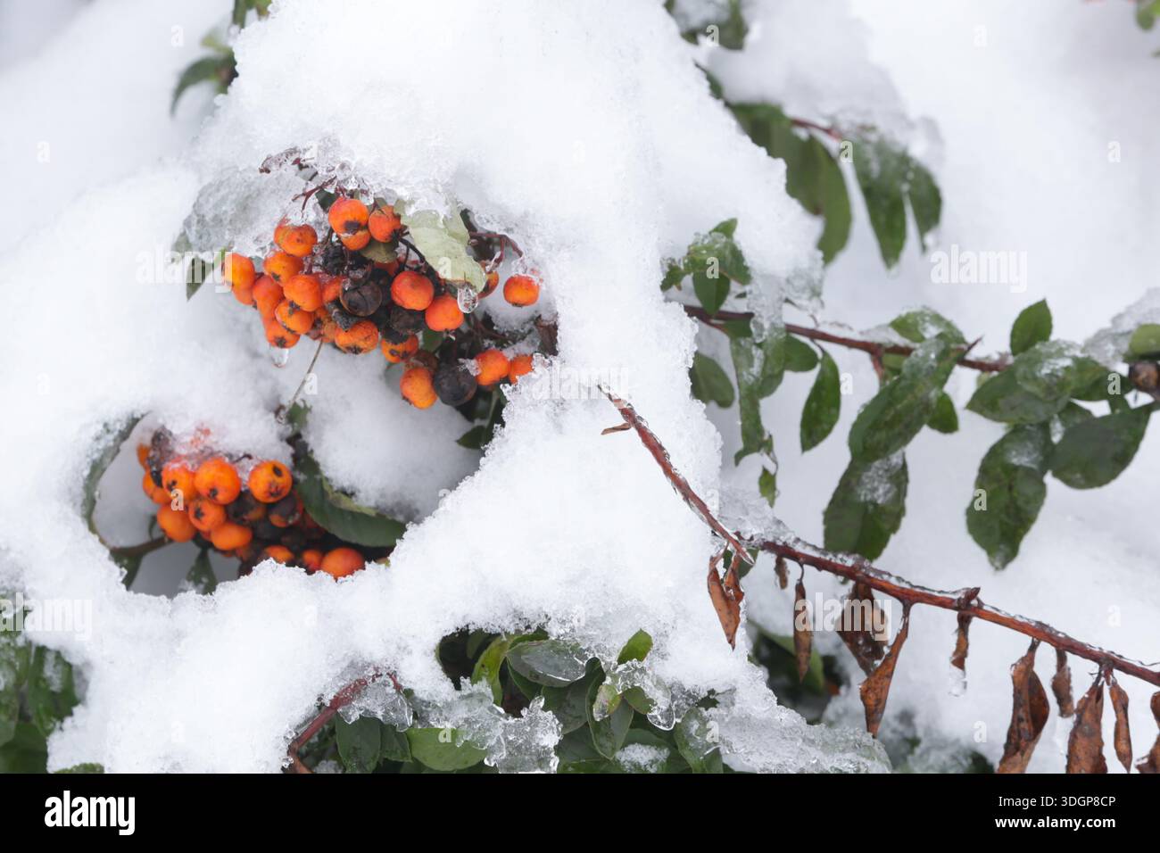 Schneebedeckte Zierpflanze. Starker Schnee kann einen Garten durch Biegen oder Brechen von Ästen an Sträuchern und Bäumen erheblich beschädigen. Stockfoto