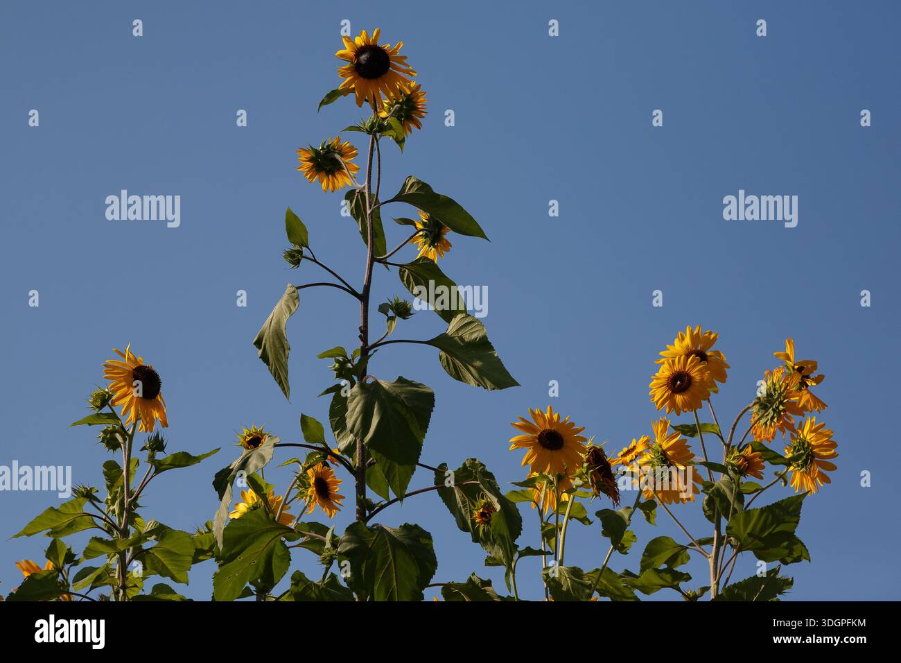 Sonnenblumen (Helianthus annuus) vor einem blauen Himmel auf einem Feld in Riral Kanagawa, Japan. Stockfoto