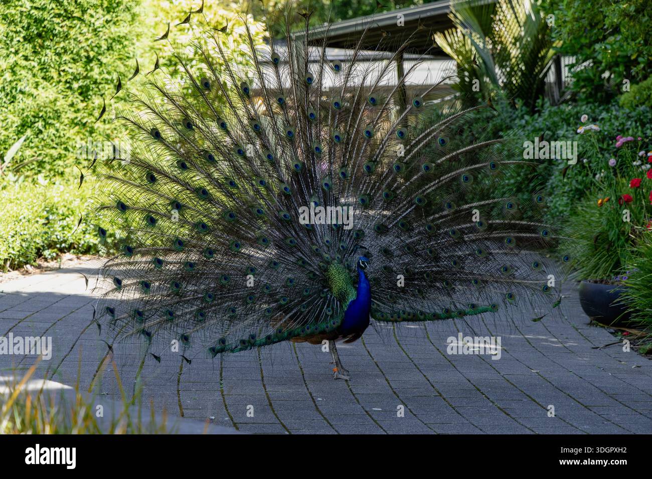 Lebendiger Pfau Mit Farbenfrohen Schwanzfedern Im Freien Stockfoto