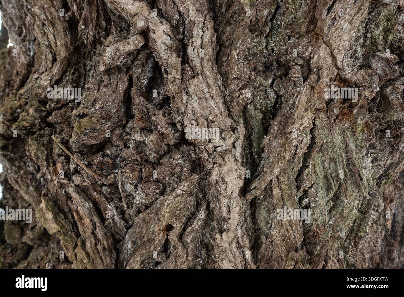 Detaillierte Nahaufnahme der Baumrinde mit tiefen Rissen und natürlichen Texturen, die die raue Oberfläche eines Reifen Baumes hervorheben Stockfoto