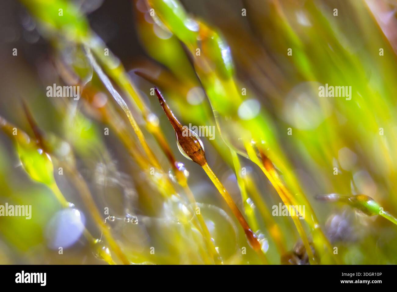 Makromoss Sporophyten mit Tau Stockfoto