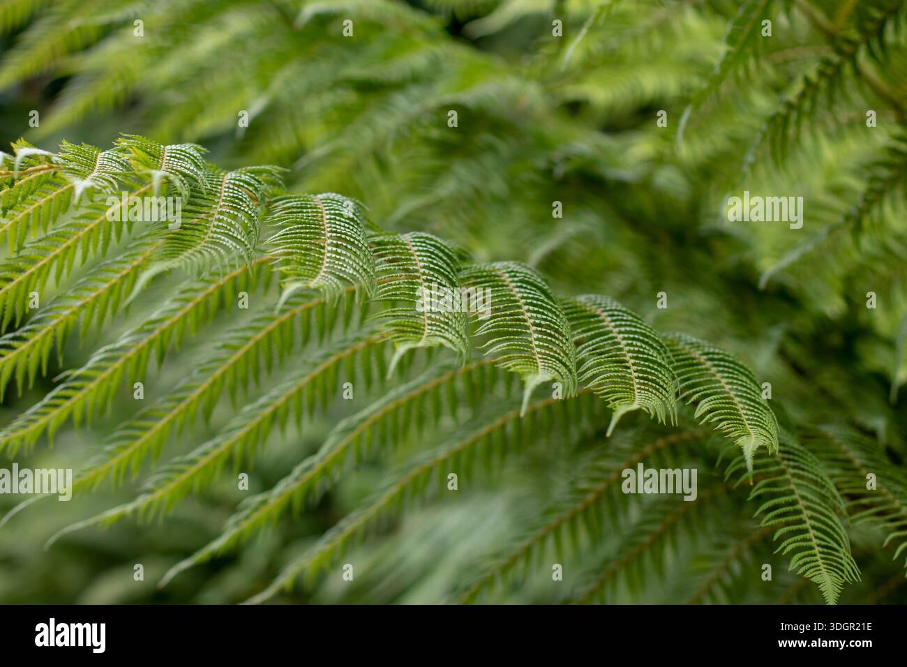 Anmutige Farnwedel mit zarten federartigen Blättern bilden ein beruhigendes grünes Muster. Natürliche botanische Wandkunst, perfekt für moderne Innenräume, Nature-i Stockfoto