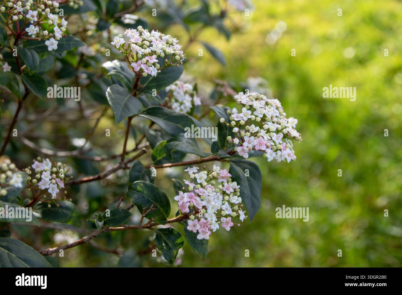 Blütenstände von Viburnum tinus, bekannt als Laurustinus, Laurustine oder Laurestine. Immergrüner Zierstrauch, der für Winter- und Frühjahrsblumen geschätzt wird Stockfoto