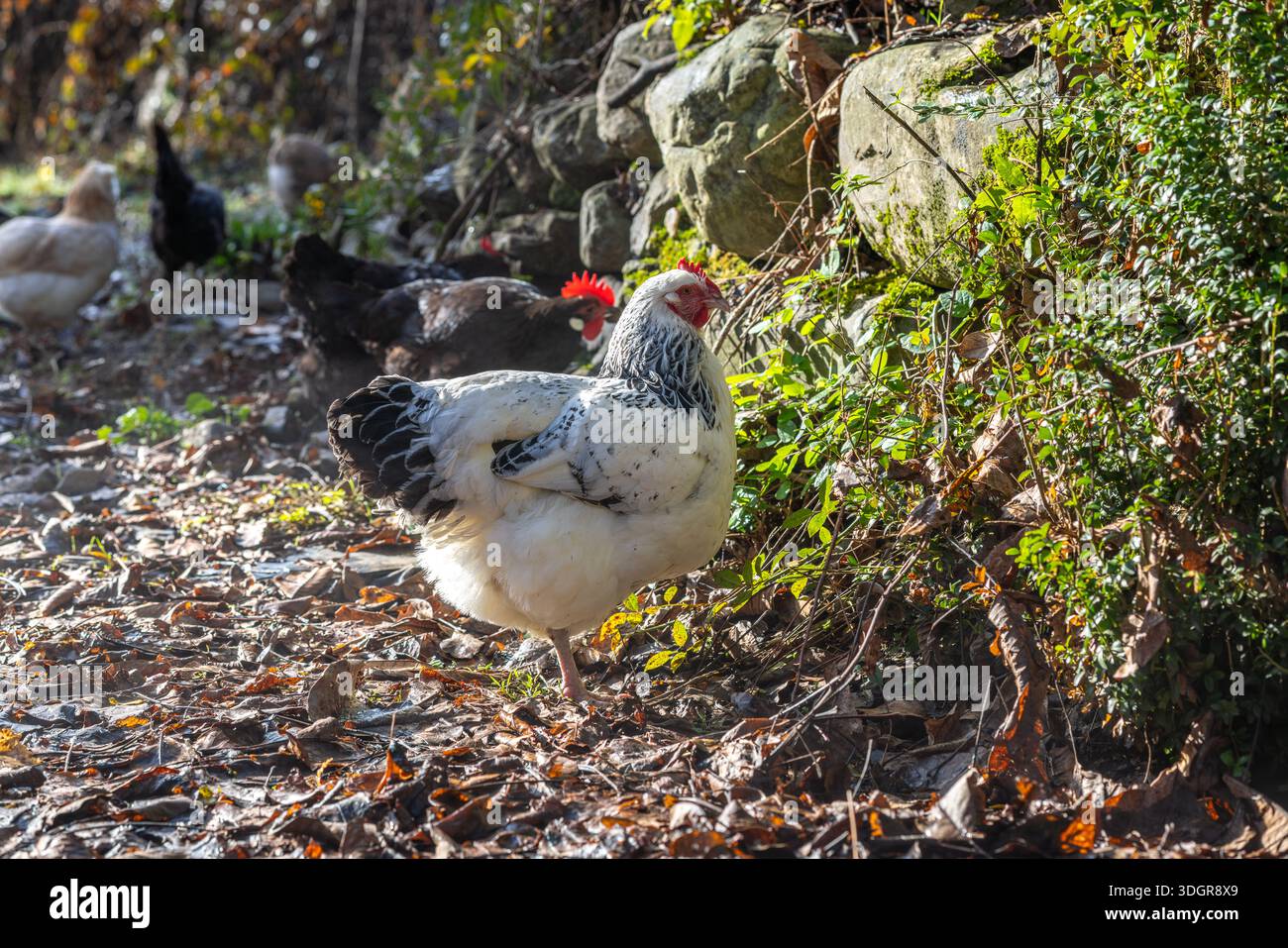 Hühner, die frei auf einem natürlichen Bauernhof weiden Stockfoto