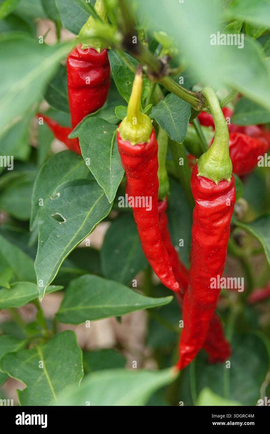 Helle rote Chili-Paprika auf der Rebe Stockfoto