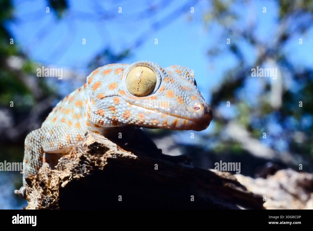 Indonesien, Komodo-Nationalpark, Rinca Island. Tokeh (Gekko Gecko). Fujichrome Sensia 200 RM, 1997 Stockfoto