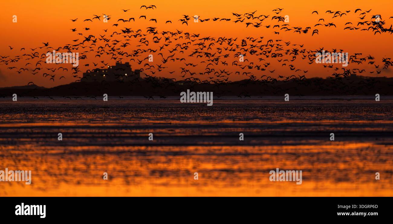 Gänse fliegen über Bamburgh Castle vor Sonnenaufgang in Northumberland in den Himmel Stockfoto