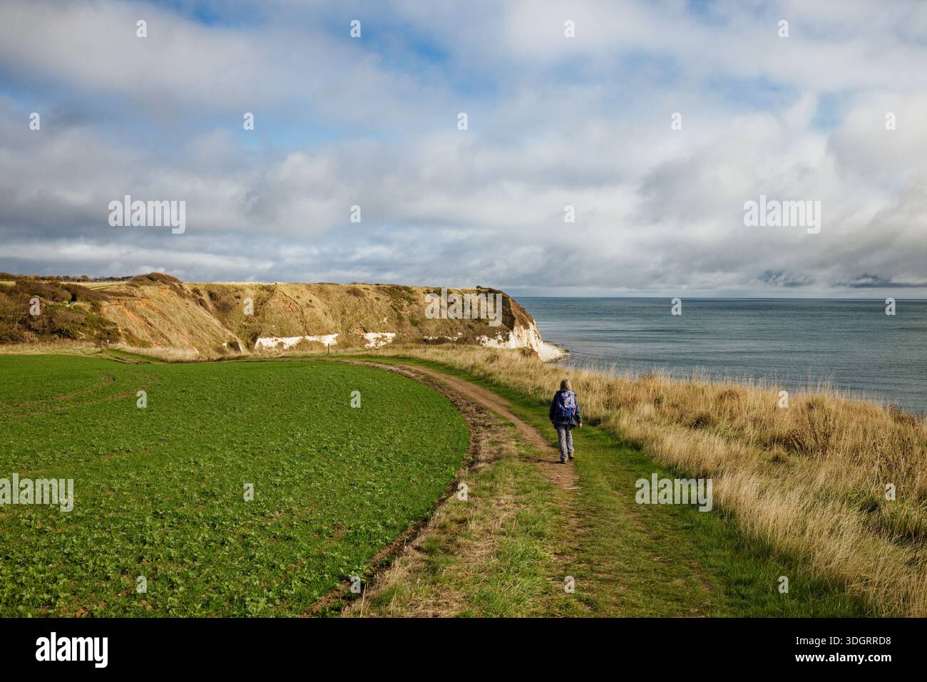 Eine einsame Wanderer wandert entlang des King Charles III Coast Path National Trail in Richtung South Landing am Flamborough Head, East Yorkshire, England. Stockfoto