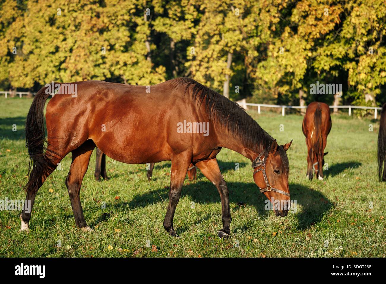 Vollblut-Lorbeerpferd weidet Gras auf der Weide. Tierfarm auf dem Land Stockfoto