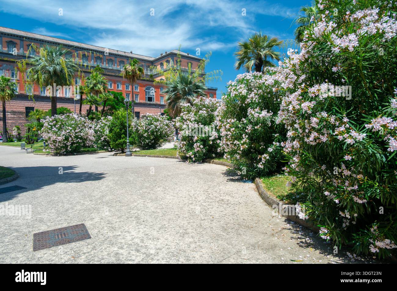 Blühende Oleandersträucher säumen Parkwege in Neapel, Italien, füllen die Szene mit satten rosa und weißen Blumen und schaffen ein lebendiges Mittelmeer Stockfoto