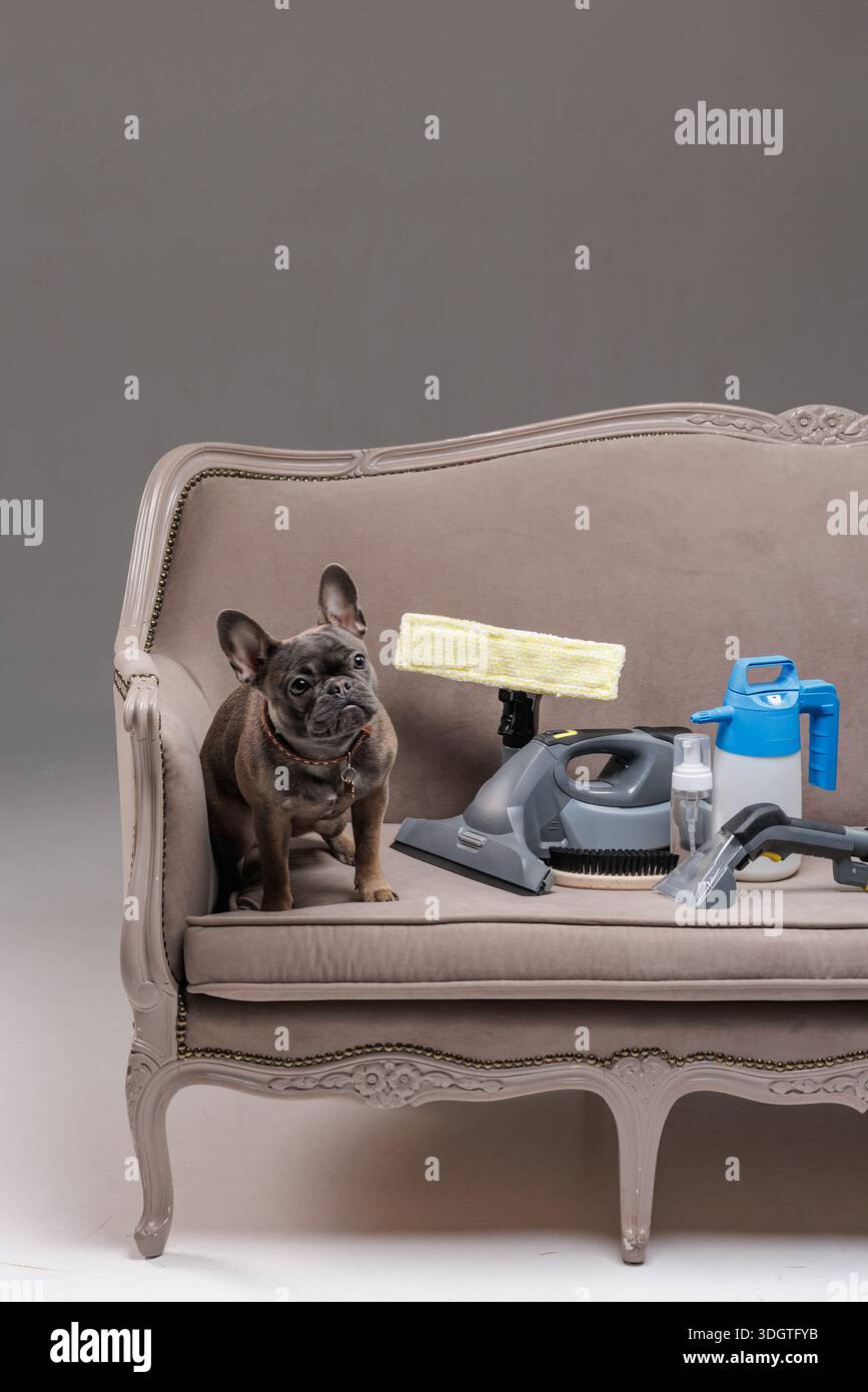 Studio-Bild des Hundes auf Sofa mit Polstersauger und Sprühwerkzeuge für die Reinigung der Website des Unternehmens Banner und Anzeigen, mit Kopierraum. Stockfoto