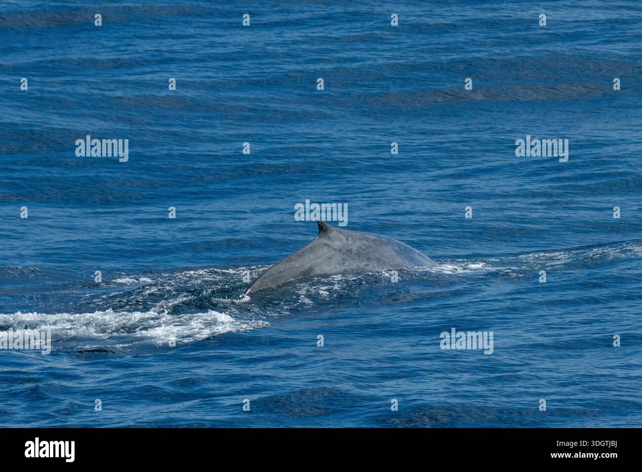 Blauwal (Balaenoptera musculus), Südgeorgien. Stockfoto