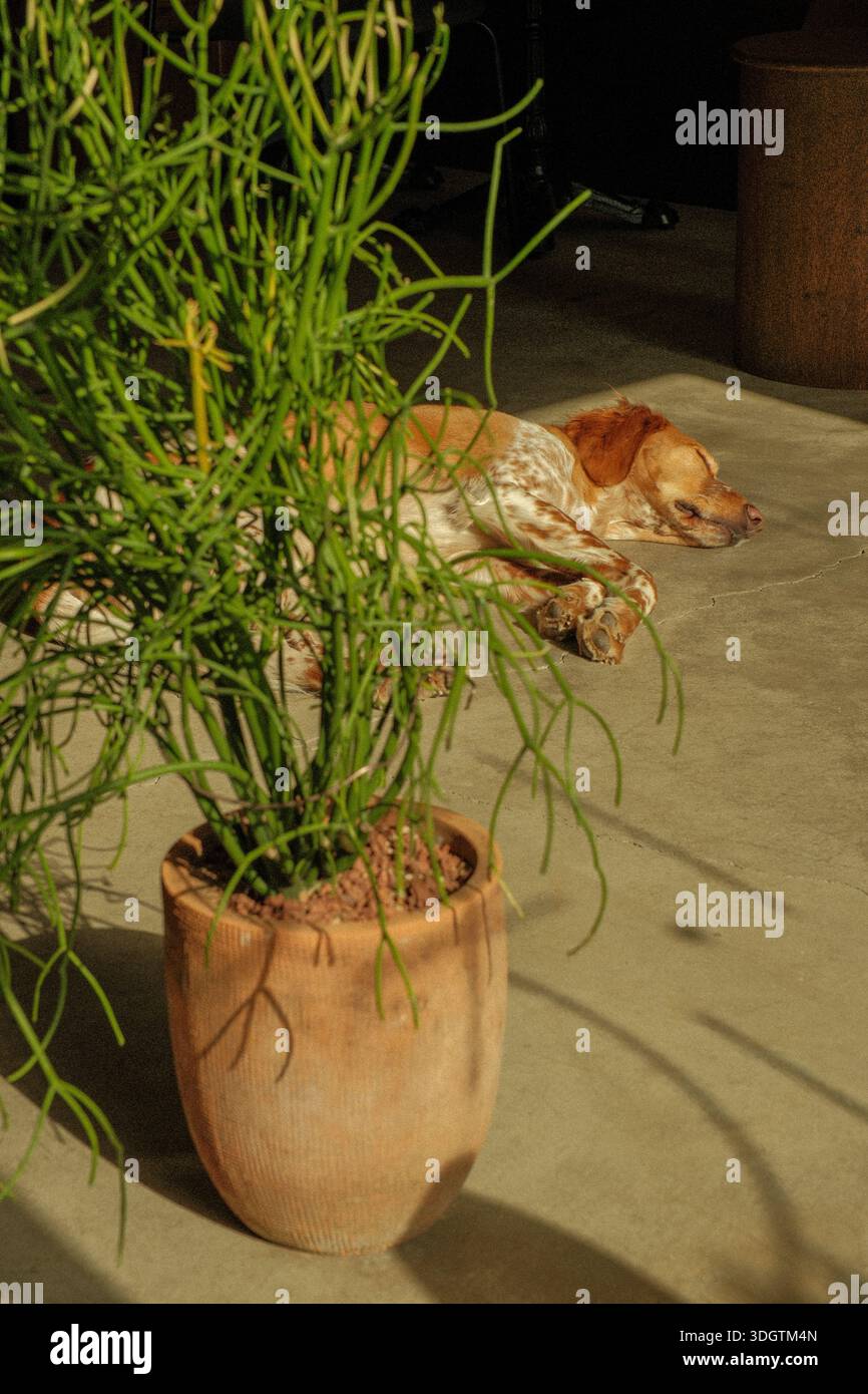 Bleistiftbaum (Euphorbia tirucalli) in einem Keramiktopf mit einem Hund in der Nähe, warmes Sonnenlicht und sanfte Schatten sorgen für eine ruhige Indoor-Lifestyle-Szene Stockfoto