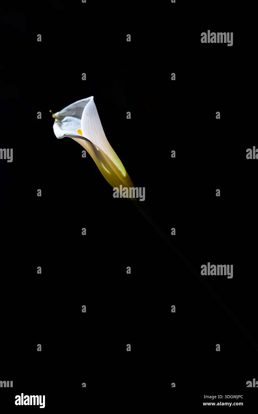 Anmutige weiße Calla-Lilienblüte, die im Dunkeln auf schwarzem Hintergrund leuchtet. Künstlerisch-floraler Minimalismus. Stockfoto
