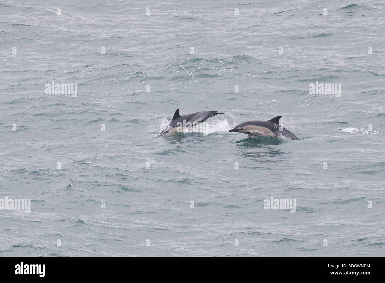 Delfinsprung Stockfoto