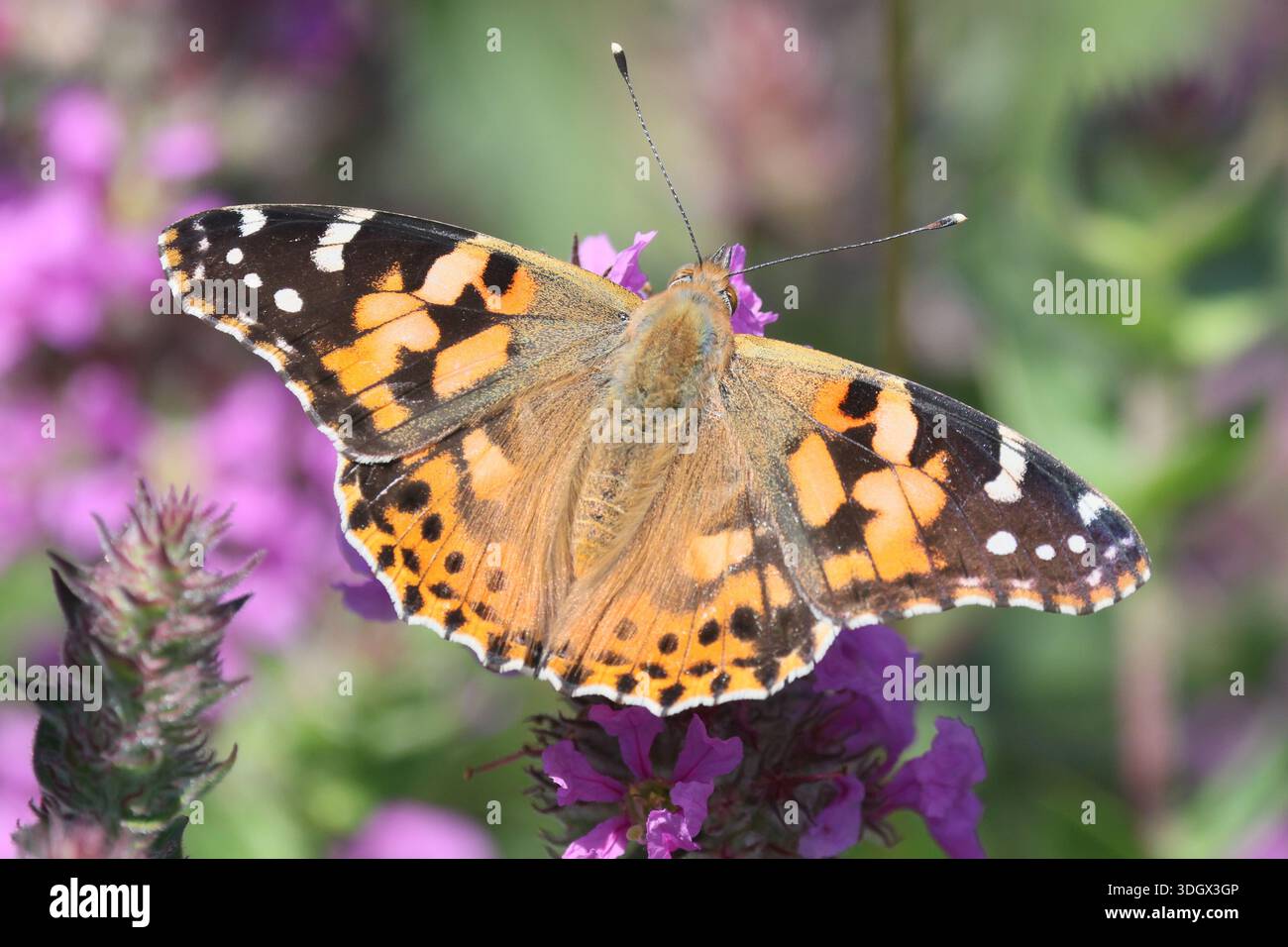 Distelfalter (Vanessa Cardui) Stockfoto