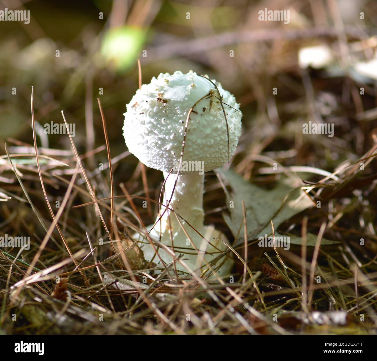 Weißer Fliegenpilz (Amanita muscaria alba) subspp. Zu gelb-orangefarbenem Fliegenpilz Weißer Fliegenpilz (A. muscaria). Komplett weiß. Eine Kugel in imm. Stufe c verschließen Stockfoto