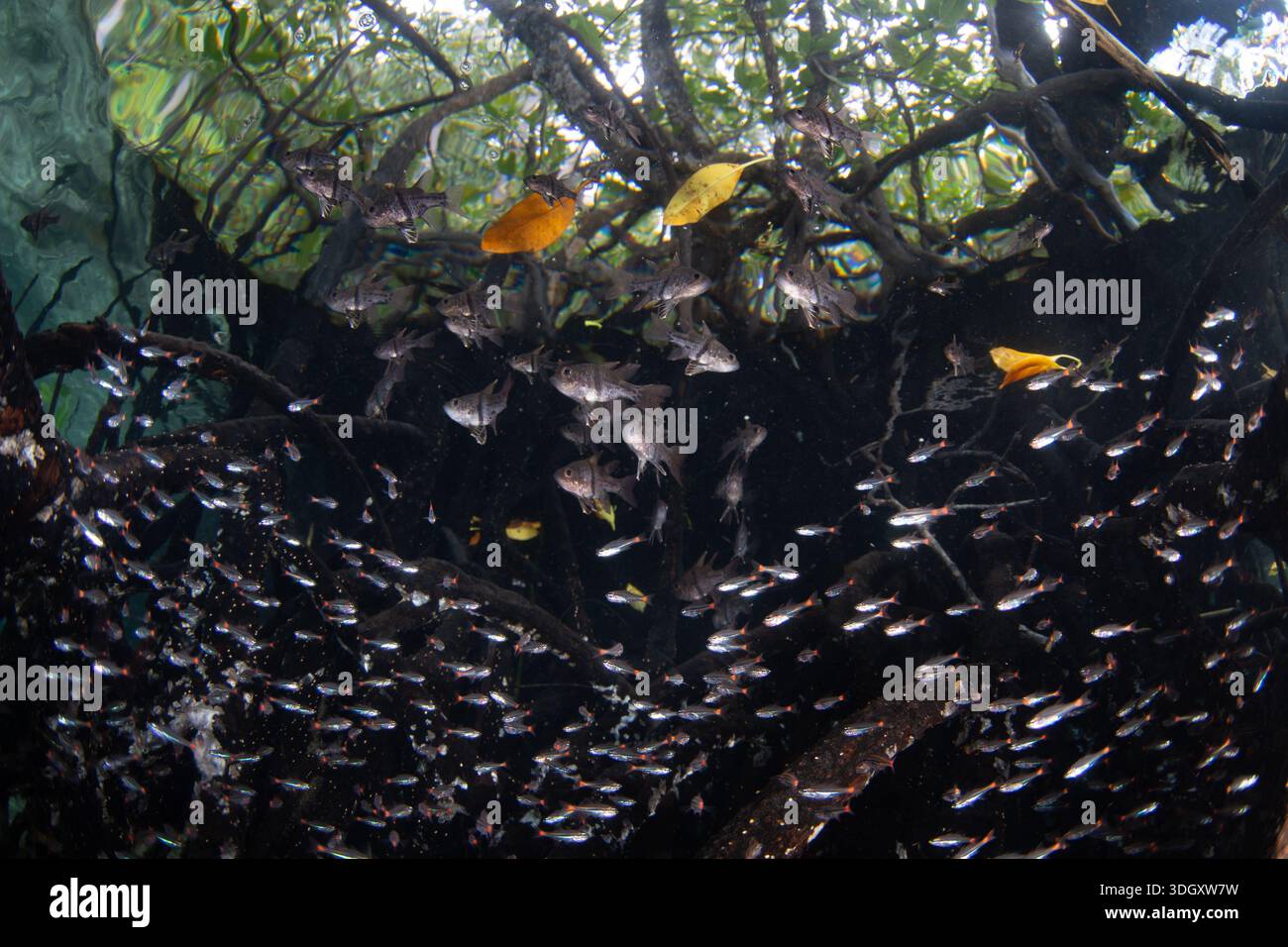 Eine Schule junger Kardinalfische schweben in einer Mangrove in Raja Ampat, Indonesien. Dieses malerische Gebiet ist bekannt für seine hohe biologische Vielfalt. Stockfoto