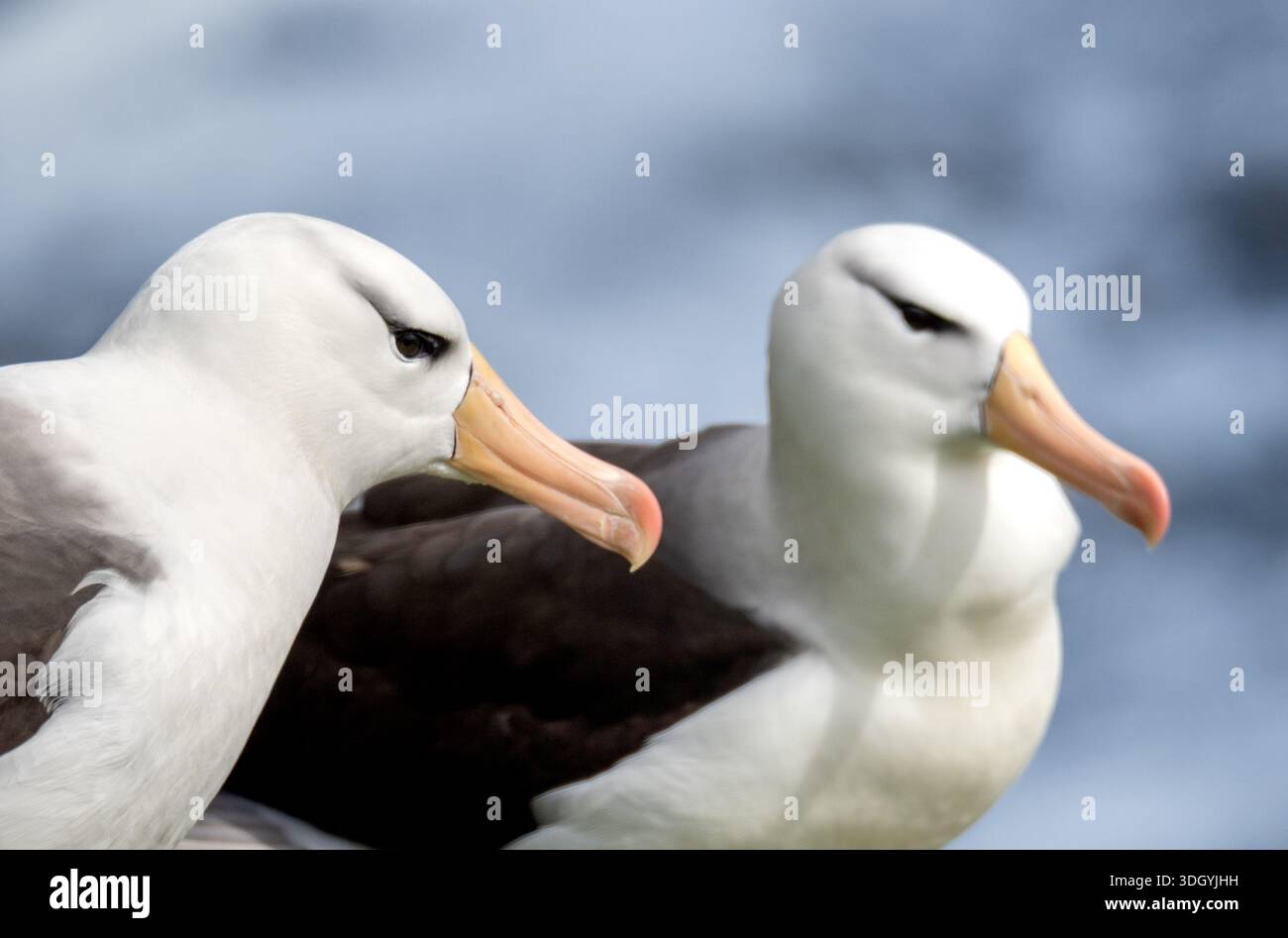 Ein Paar Schwarzbrauen-Albatrosse in der Balz auf Saunders Island, Falklands/Malvinas Stockfoto