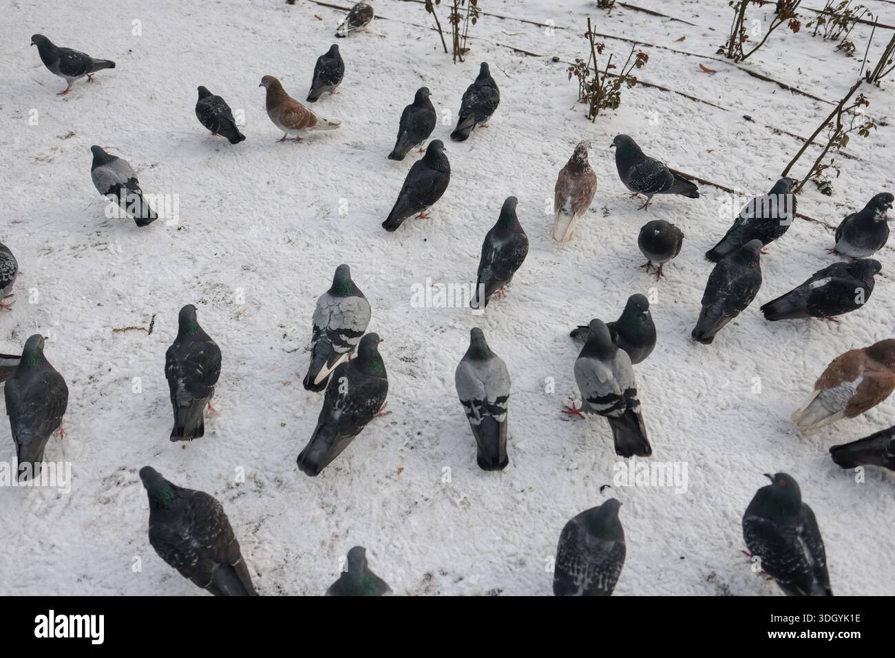 Tauben auf den Straßen von Bukarest an einem sehr kalten Wintertag. Stockfoto