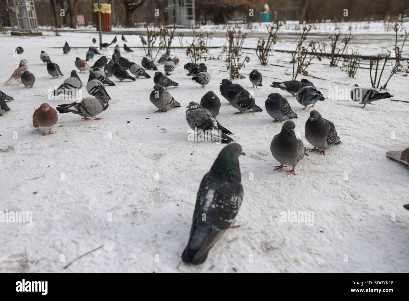 Tauben auf den Straßen von Bukarest an einem sehr kalten Wintertag. Stockfoto