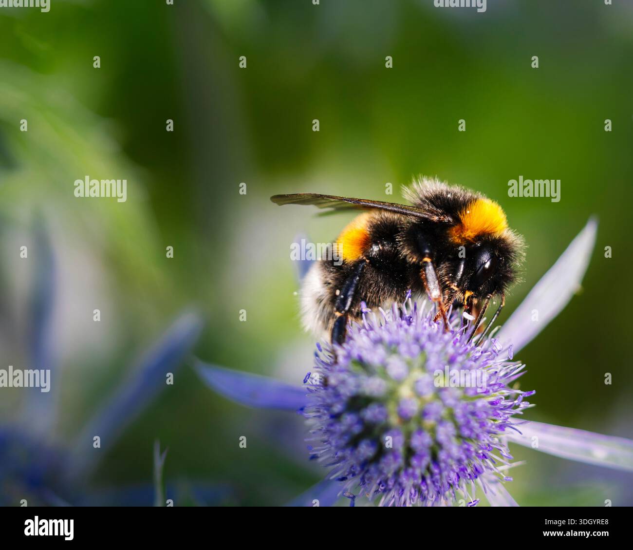 Botanischer Hintergrund mit einer blauen Blume und einer Hummel. Geringe Schärfentiefe und viel Textraum Stockfoto