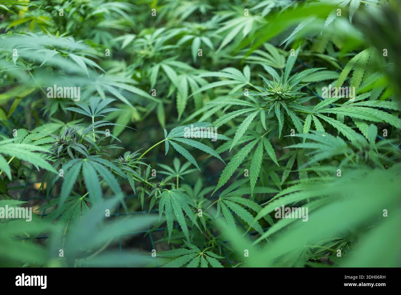 Marihuana Cannabis Pflanze Farm fr medizinische Wissenschaft Gebrauch,  Indoor gewachsene Hanf Unkrautbaum, Sommer Blume Natur warmes Gewchshaus,  Gesundheitswesen Medizin Behandlungen Stockfotografie - Alamy